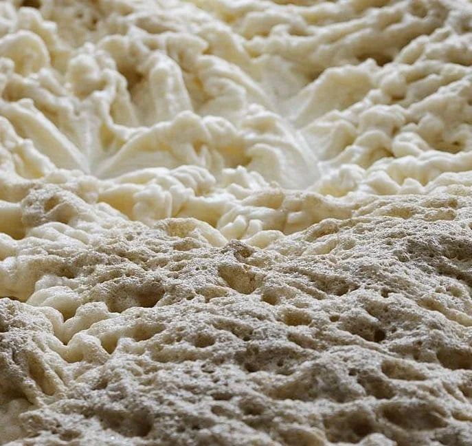 Brewery Yeast Project