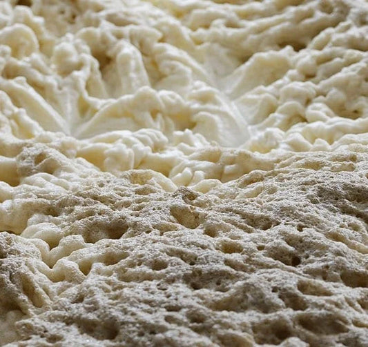 Brewery Yeast Project